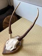 Hert Schedel met gewei - Cervus elaphus - 55 cm - 30 cm - 35, Verzamelen, Dierenverzamelingen, Nieuw