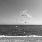 Gilles Galas - Birds, Antiek en Kunst, Kunst | Designobjecten