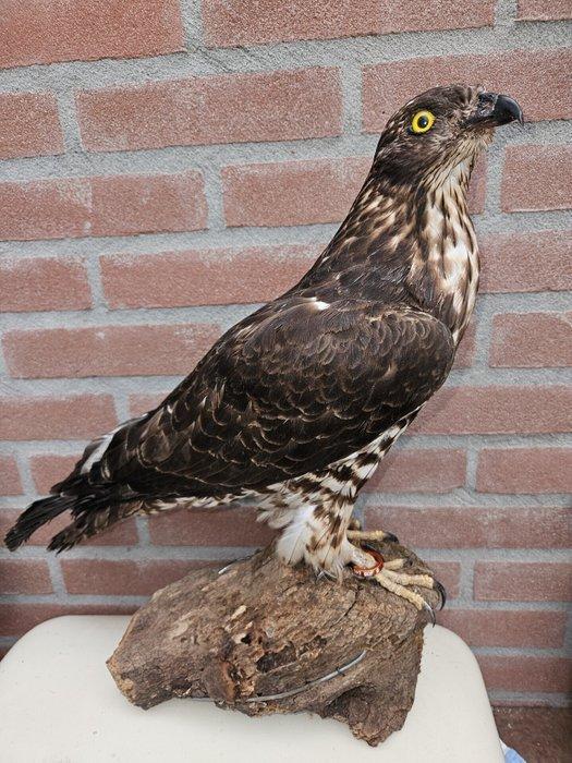 Aziatische Wespendief Taxidermie volledige montage - Pernis, Verzamelen, Dierenverzamelingen
