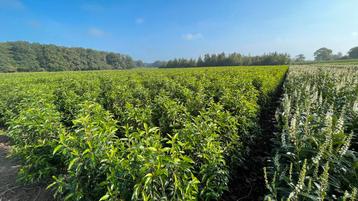 Portugese Laurier en veel soorten haagplanten en Bomen! beschikbaar voor biedingen