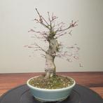 Acer palmatum - Hoogte (boom): 27 cm - Diepte (boom): 25 cm