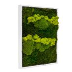 Vintlux Mosschilderij Lappenmos-Rendiermos-Bolmos 70x100 cm, Nieuw