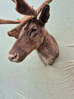 Wildehert of Witlip-hert Taxidermie wandmontage -, Verzamelen, Dierenverzamelingen, Nieuw