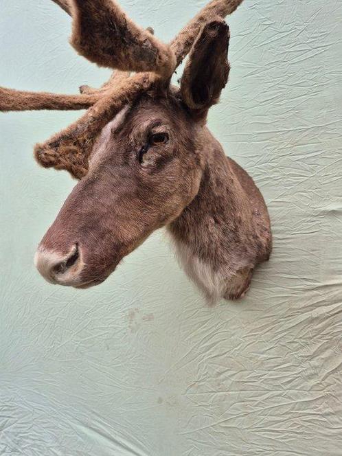 Wildehert of Witlip-hert Taxidermie wandmontage -, Verzamelen, Dierenverzamelingen