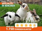 Jonge (hangoor)dwergkonijntjes. Veel keuze en goed advies!, Dieren en Toebehoren, Konijnen, Meerdere dieren, Dwerg, 0 tot 2 jaar