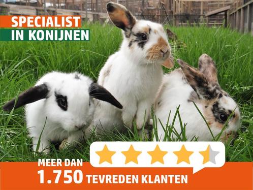 Jonge (hangoor)dwergkonijntjes. Veel keuze en goed advies!, Dieren en Toebehoren, Konijnen, Dwerg, Meerdere dieren, 0 tot 2 jaar