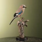 Gaai Taxidermie Opgezette Dieren By Max, Verzamelen, Dierenverzamelingen, Ophalen of Verzenden, Nieuw, Vogel, Opgezet dier