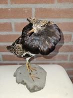 Kemphaan Taxidermie volledige montage - Calidris pugnax - 25, Verzamelen, Nieuw