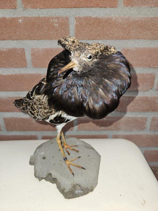 Kemphaan Taxidermie volledige montage - Calidris pugnax - 25, Verzamelen, Dierenverzamelingen