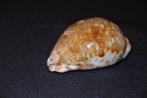 Zeeslak Zeeschelp - CYPRAEA MAPPA (Zonder Minimumprijs), Verzamelen, Dierenverzamelingen