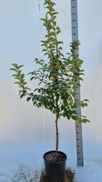 Malus Evereste halfstam 120cm stam