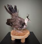 Jonge Pauw Taxidermie Opgezette Dieren By Max, Verzamelen, Ophalen of Verzenden, Nieuw, Vogel, Opgezet dier