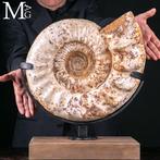 Grote ammoniet - oeroude oceaan Douvilleiceras – Monument