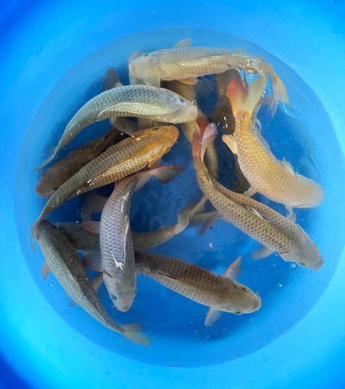 Hirasawa Marusei 28-35cm (Japanse Koi), Dieren en Toebehoren, Vissen | Vijvervissen, Karper of Koi