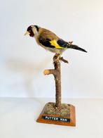 Europese goudvink (mannetje) Taxidermie volledige montage -, Verzamelen, Dierenverzamelingen, Nieuw