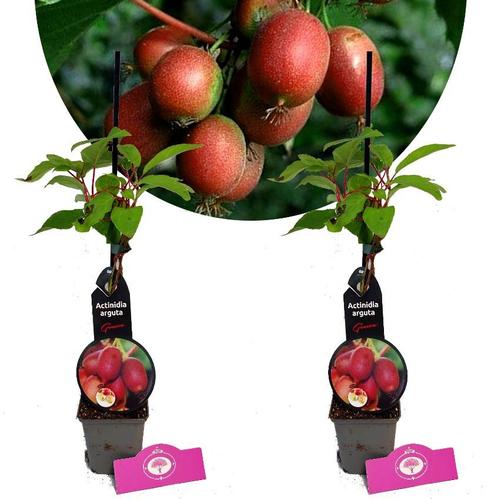 Actinidia arguta Geneva + Pot 9cm 2 stuks, Tuin en Terras, Planten | Fruitbomen, Halfschaduw, Verzenden