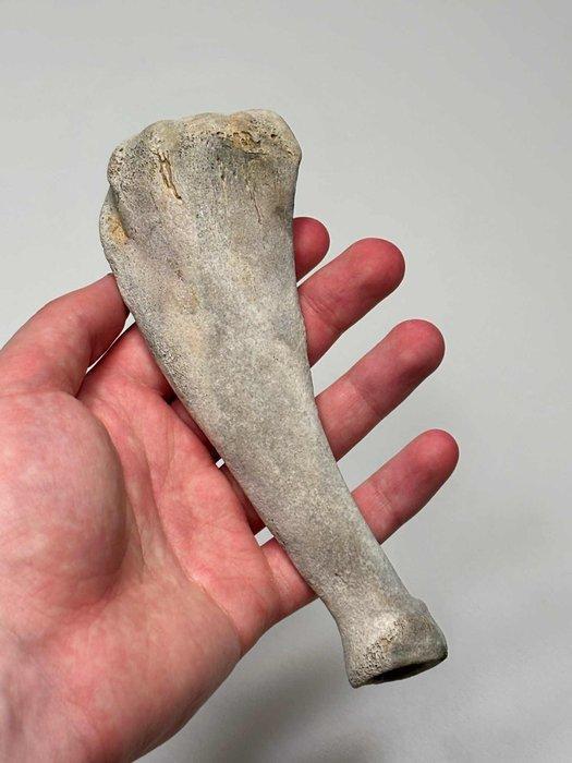 zegel - Fossiel bot, Verzamelen, Mineralen en Fossielen