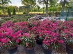 Rhododendron Hybr. Nova Zembla 70-80cm, Ophalen