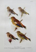 H. F. Witherby et. al - The Handbook of British Birds -