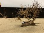 Osaka Bonsai Tree nr 21 - 56x19x42cm - aquascaping boom, Dieren en Toebehoren, Ophalen of Verzenden, Nieuw, Plant(en), Steen of Hout
