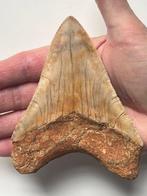 Megalodon tand 11,7 cm - Fossiele tand - Carcharocles, Verzamelen