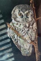 Franz Trümper (1941-2021) - Uil