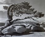 Ansel Adams (1902–1984) - Jeffrey Pine, Sentinel dôme,, Antiek en Kunst
