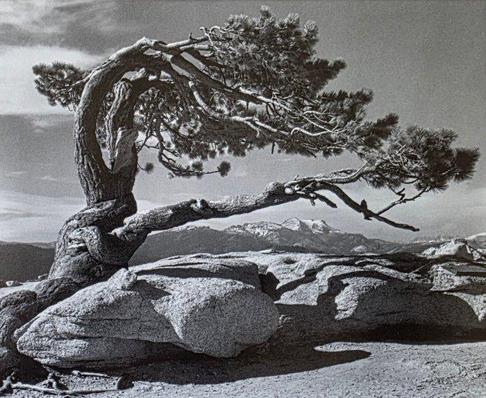 Ansel Adams (1902–1984) - Jeffrey Pine, Sentinel dôme,, Antiek en Kunst, Kunst | Designobjecten