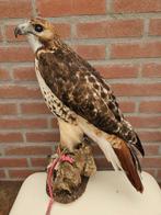 Red-tailed Hawk - Taxidermie volledige montage - Buteo, Verzamelen, Nieuw