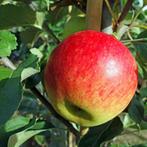 Oude appelboom - Malus Elstar - Laagstam +/- 15 jaar, Ophalen of Verzenden