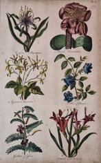 Sir John Hill (1714-1775) - The Vegetable System