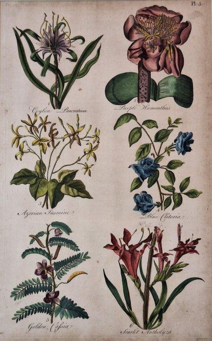 Sir John Hill (1714-1775) - The Vegetable System, Antiek en Kunst, Antiek | Overige Antiek