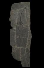 Grote maat -75cm - Gefossiliseerd dier - Hyphalosaurus - 75