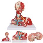 Anatomie model hoofd-, nek- en borstspieren, Nieuw, Verzenden