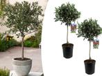 Set van 2 olijfbomen op stam, Tuin en Terras, Planten | Fruitbomen