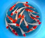 Hirasawa Marusei 28-35cm (Japanse Koi), Dieren en Toebehoren, Vissen | Vijvervissen, Karper of Koi