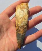 Spinosaurus - Fossiele tand - Spinosaur Aegyptiacus - 12 cm, Antiek en Kunst