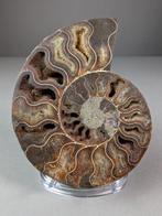Ammoniet - Topkwaliteit - in secties - Gefossiliseerd dier -, Verzamelen, Mineralen en Fossielen