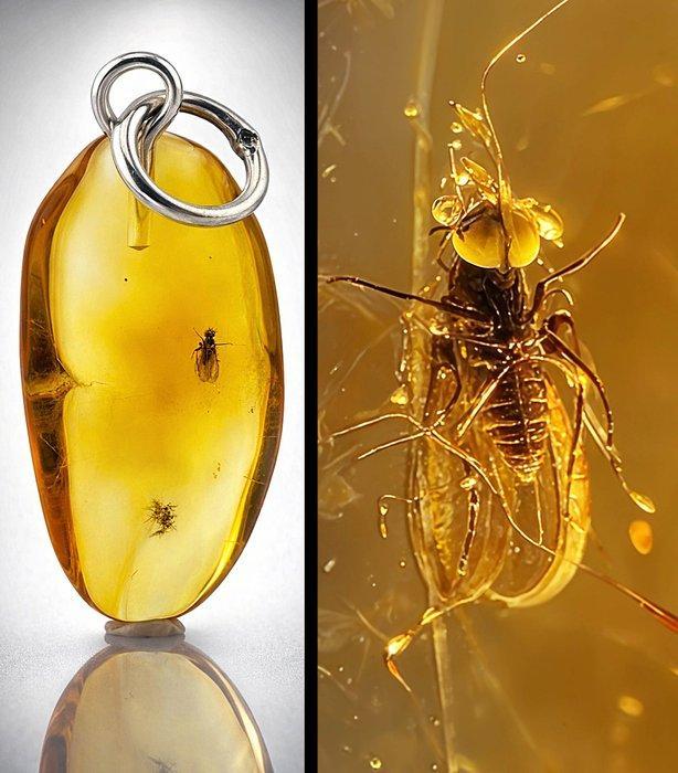 Barnsteen - Rare Honey BALTIC AMBER Pendant – BIBIONID FLY, Antiek en Kunst, Curiosa en Brocante