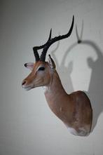 Impala Taxidermie wandmontage - Aepyceros melampus - 40 cm -, Verzamelen, Dierenverzamelingen, Nieuw