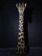 Northern Giraffe - standing neckmount Bot - Giraffa, Verzamelen, Dierenverzamelingen, Nieuw