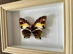 Vlinder Taxidermie volledige montage - Superbe Papillon, Nieuw