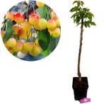 Prunus avium Rainier + Pot 23cm, Tuin en Terras, Verzenden, Volle zon