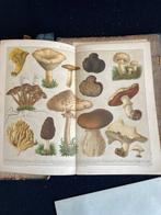 Duitsland - Nederland; F.A. Brockhaus - Bilder-Atlas &