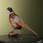 Fazant Taxidermie Opgezette Dieren By Max, Ophalen of Verzenden, Nieuw, Vogel, Opgezet dier
