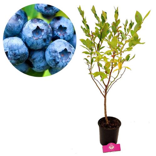 Blauwe Bes Duke, Tuin en Terras, Planten | Fruitbomen, Volle zon, Verzenden