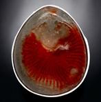 EXtreem ZELDZAAM!!! Fossiel rood koraal - Lophophyllidium, Verzamelen, Mineralen en Fossielen