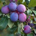 Pruimenboom, Verzenden, Volle zon