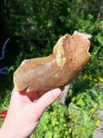 Wolharige mammoet - Gefossiliseerde kaak - Mammuthus