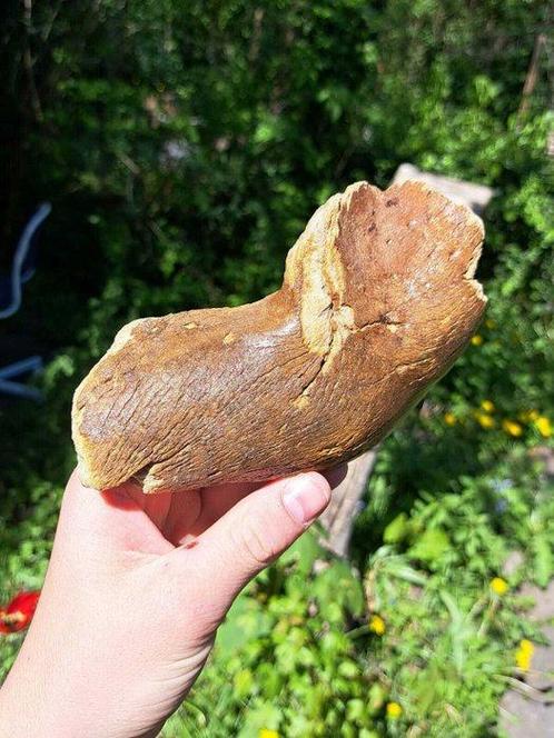 Wolharige mammoet - Gefossiliseerde kaak - Mammuthus, Verzamelen, Mineralen en Fossielen